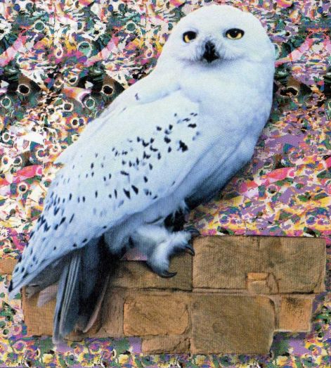 hedwig.jpg